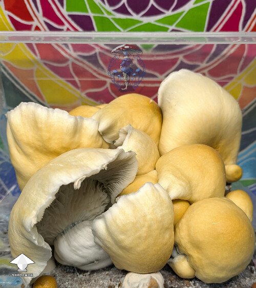 APE x Hillbilly Pumpkin mushrooms