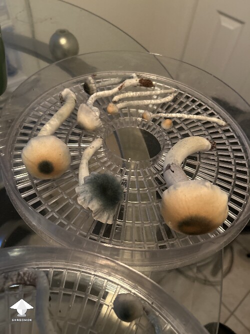 Black Cap Psilocybe ochraceocentrata flush 9 #2