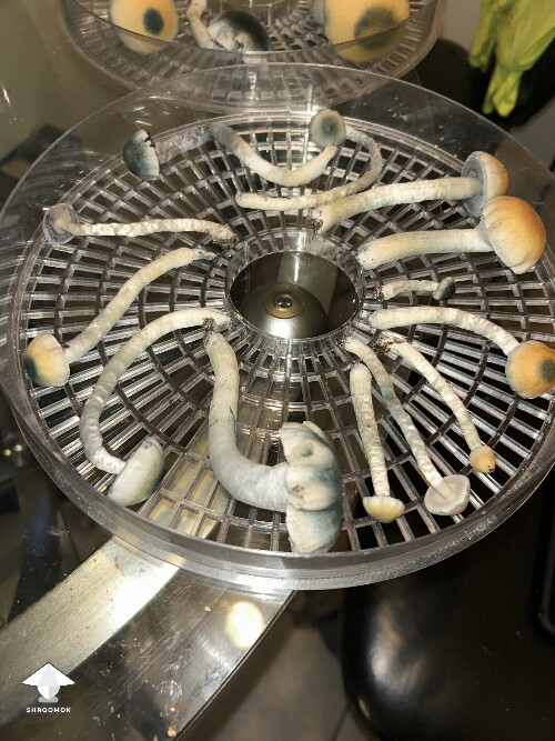 Black Cap Psilocybe ochraceocentrata flush 9