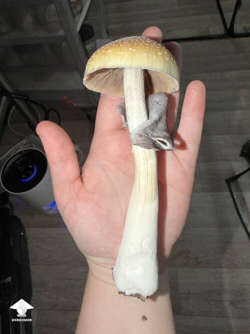 Cubensis Amazonian mushroom