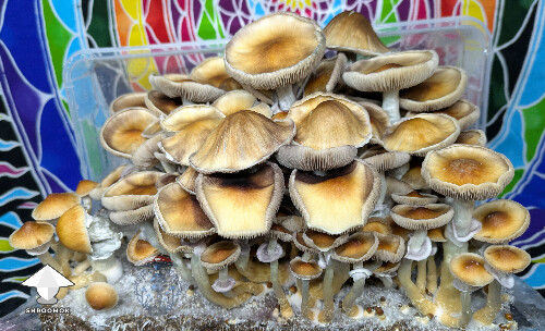 Cubensis Amazonian mushrooms