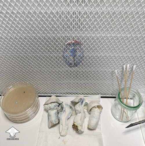 Cubensis AMVP mushrooms #2