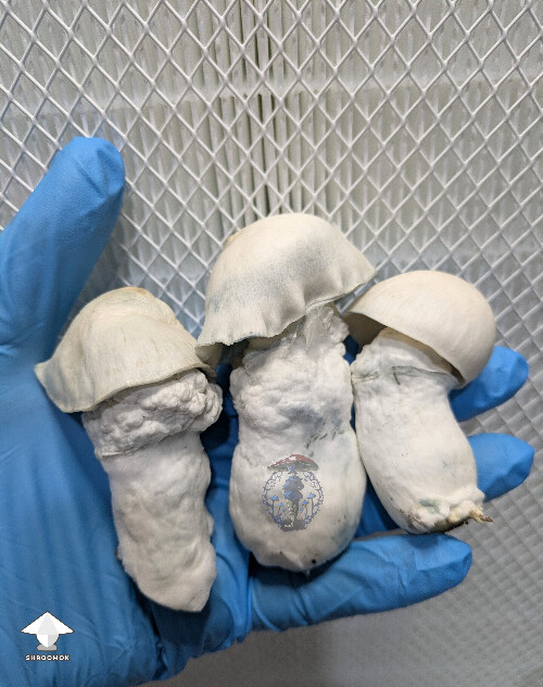 Cubensis AMVP mushrooms