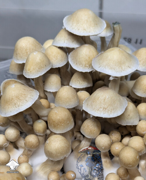 Cubensis Ecuador mushrooms