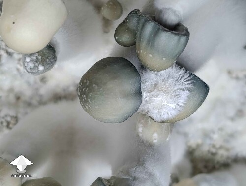 Cute Albino Penis Envy mushrooms