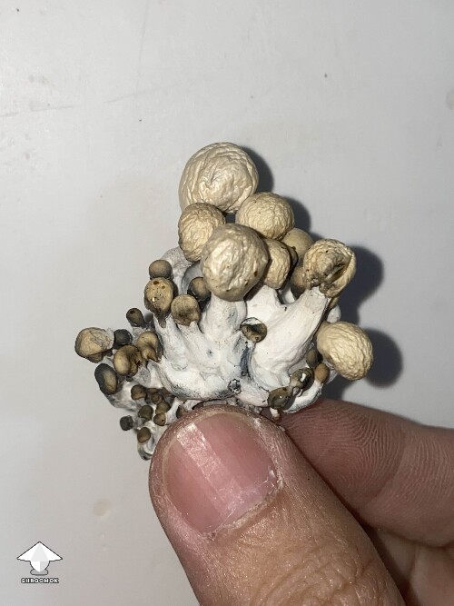 Cute Golden Teacher mushroom cluster