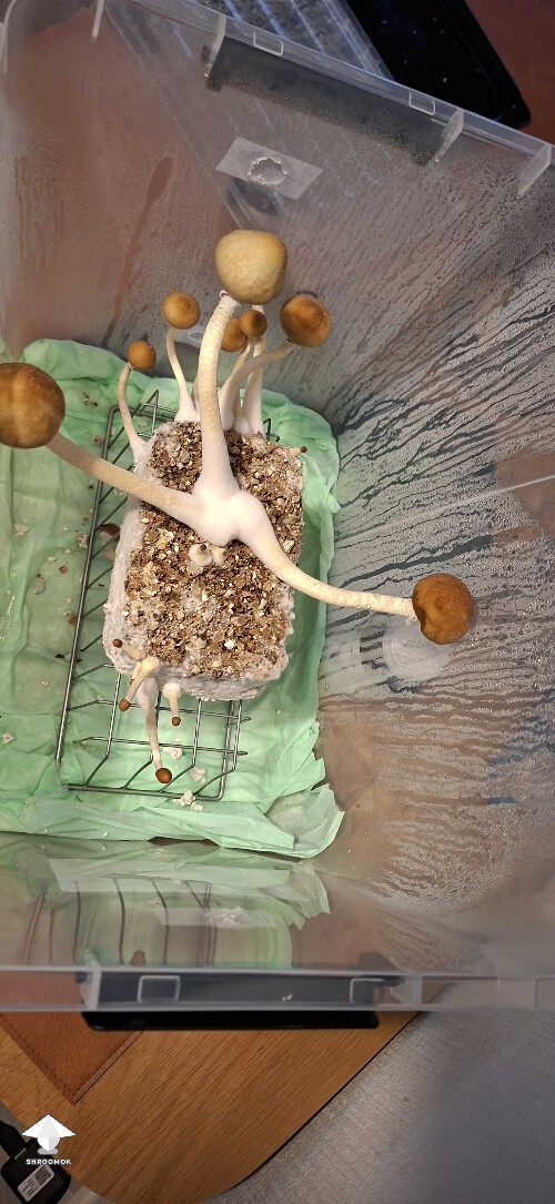 Final harvest GT mushrooms