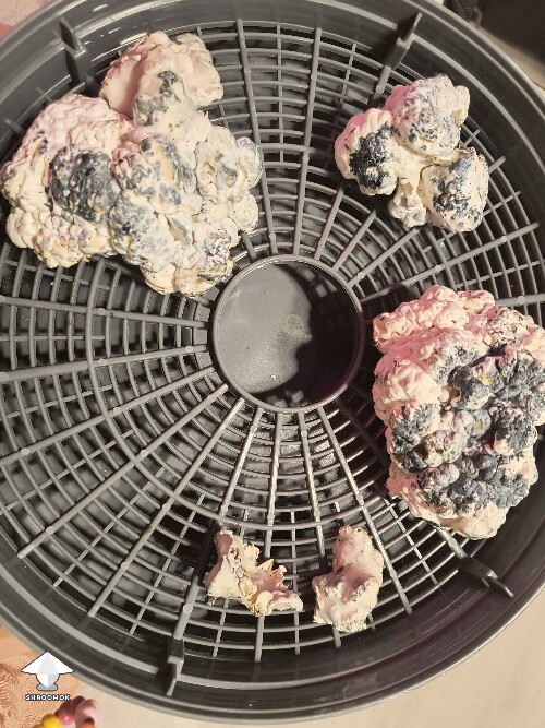 Harvested second Enigma flush - two new shoeboxes are in