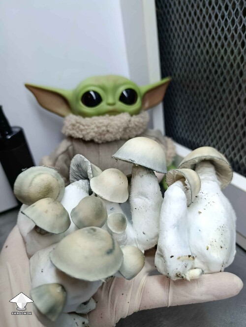 Harvesting Albino Penis Envy mushrooms #2