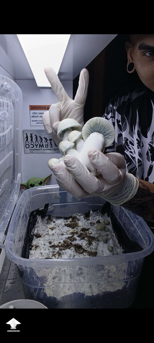Harvesting Albino Penis Envy mushrooms
