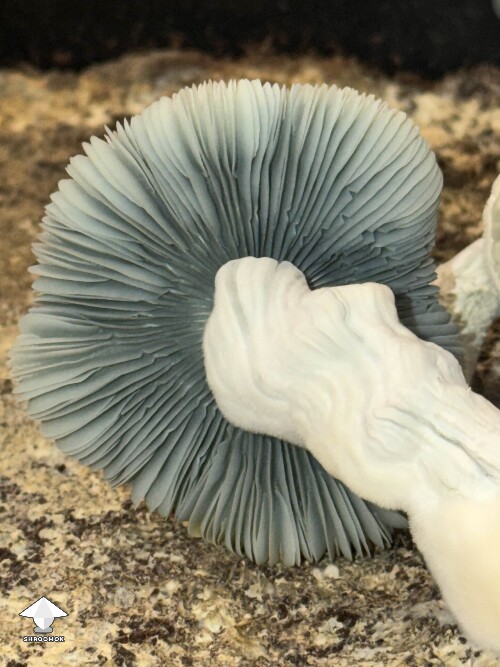 Jack Frost mushroom