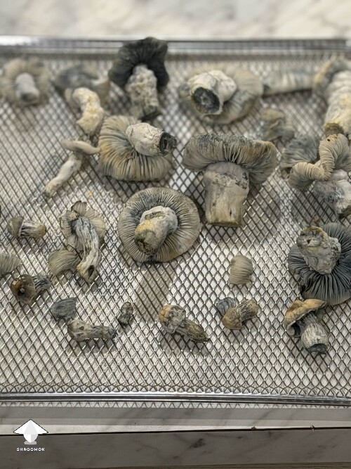 Jack Frost - super excited to try these out