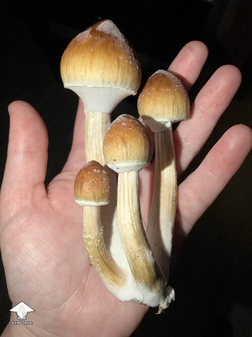 Just beautiful Amazons magic mushrooms