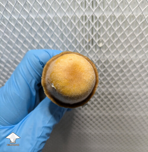 Mr Peanut mushroom #2