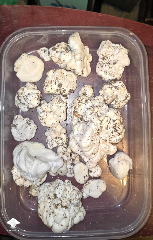 Mutation of Melmac that I was trying to grow #3