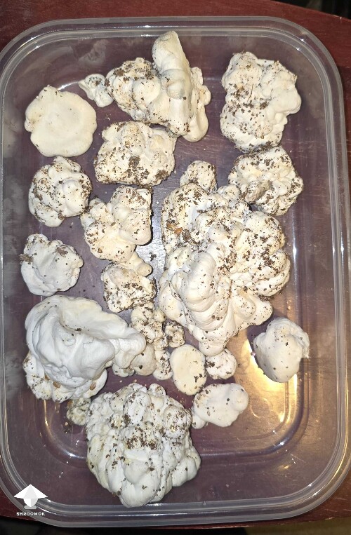 Mutation of Melmac that I was trying to grow #4