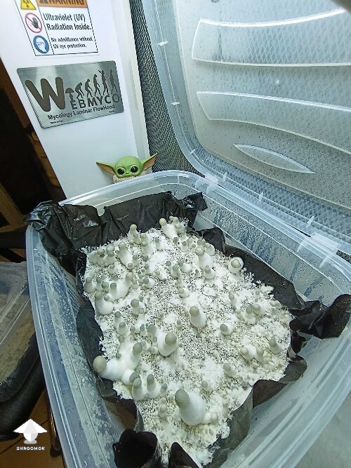 My Albino Penis Envy mushrooms fruiting again #2