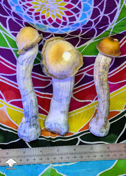 Nice Mr Peanut mushroom #4