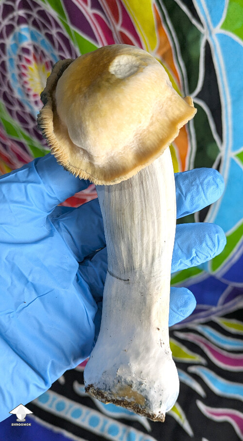 Nice Mr Peanut mushroom