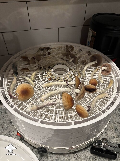 One of my second flushes of Blue Magnolia mushrooms