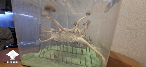 Put mushroom cake on wire rack - it is fruiting from all the sides
