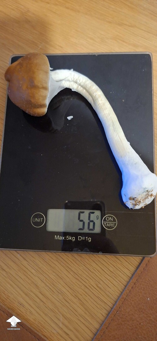 The biggest I have - Golden Teacher mushroom