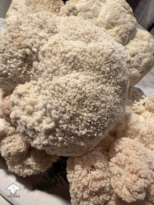 What a nice harvest of Lions Mane tonight #2