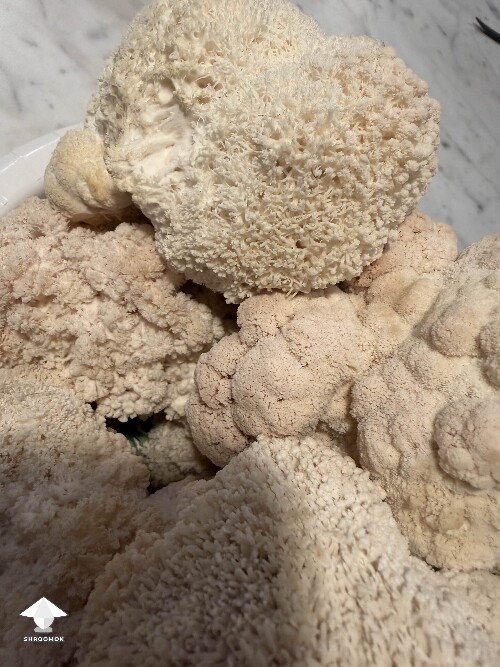 What a nice harvest of Lions Mane tonight #4