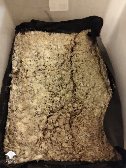 P.cube not growing 698f263a78d6e