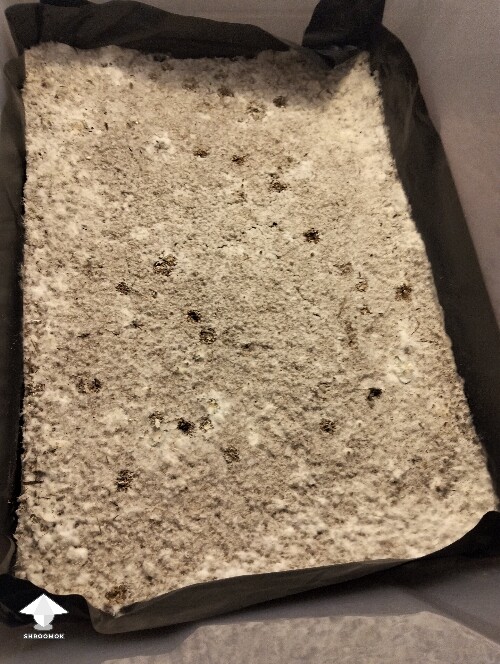 Thumbnail: Not growing anymore 698f1f3904fce