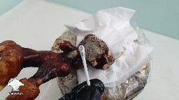 Q-Tip or swab test to determine mold contamination in mushroom growing