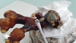 Q-Tip or swab test to determine mold contamination