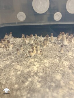 Thoughts? 6993d1e73f80c