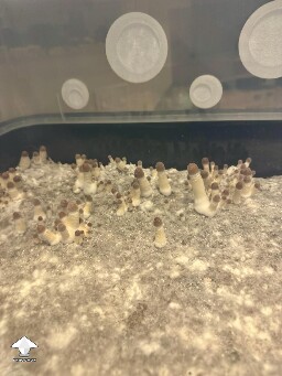 Thoughts? 6993d1e972ebb