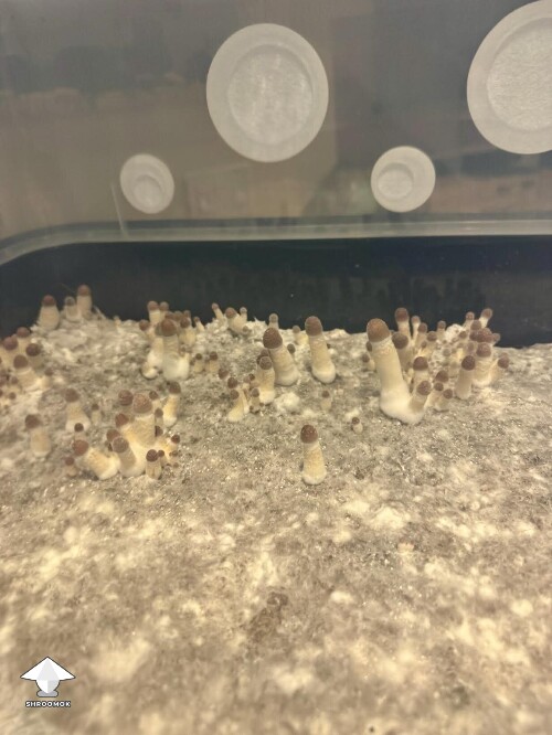 Thumbnail: Thoughts? 6993d1e972ebb