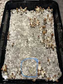 Thoughts (continued) from Dinogal 69967d15b0cd7