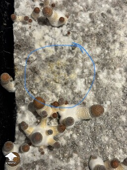 Thoughts (continued) from Dinogal 69967d174254d