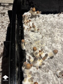 Thoughts (continued) from Dinogal 69967d183038a