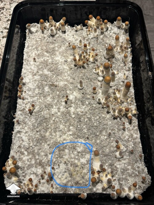 Thumbnail: Thoughts (continued) from Dinogal 69967d15b0cd7