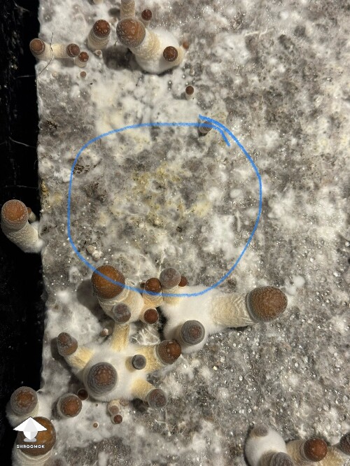 Thumbnail: Thoughts (continued) from Dinogal 69967d174254d