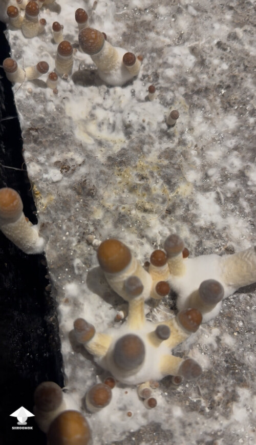 Thumbnail: Thoughts (continued) from Dinogal 69967d1b2c331