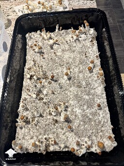 Thoughts (continued) from Dinogal 699a19f56bffb