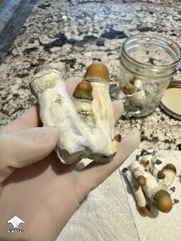 Thoughts (continued) from Dinogal 699a19fb0af68