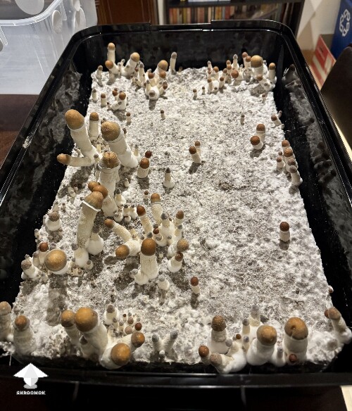 Thoughts (continued) from Dinogal 699a19f260d9d