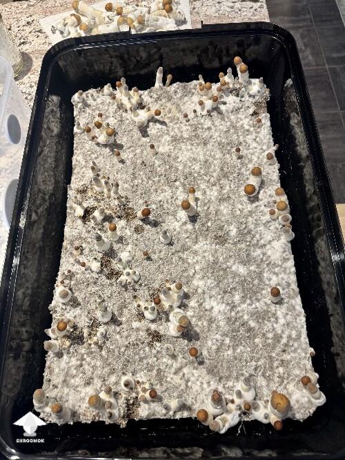 Thoughts (continued) from Dinogal 699a19f56bffb