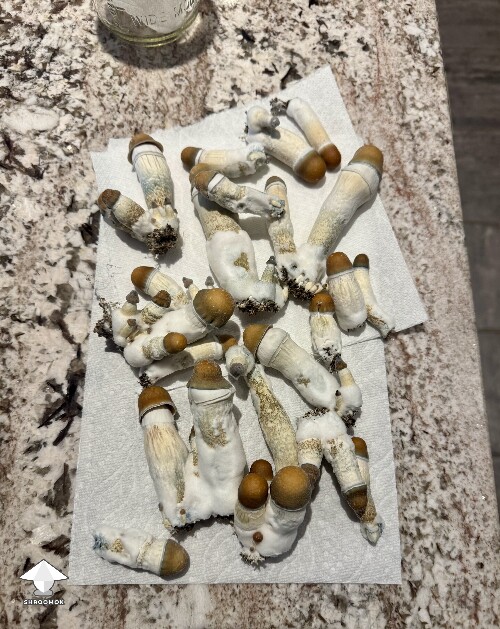 Thoughts (continued) from Dinogal 699a19f82a322