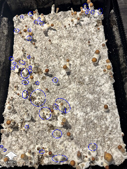 Thoughts (continued) from Dinogal 699c7802447af