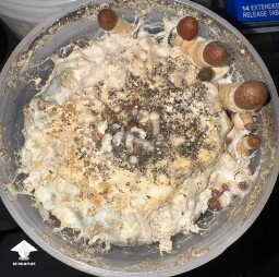 First time grower, slow rough experience. Unsure if this is okay or not 699e81560a3c0