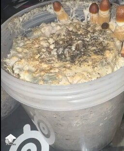 First time grower, slow rough experience. Unsure if this is okay or not 699e8157a0ae4