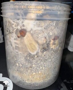 First time grower, slow rough experience. Unsure if this is okay or not 699e815a2dc32